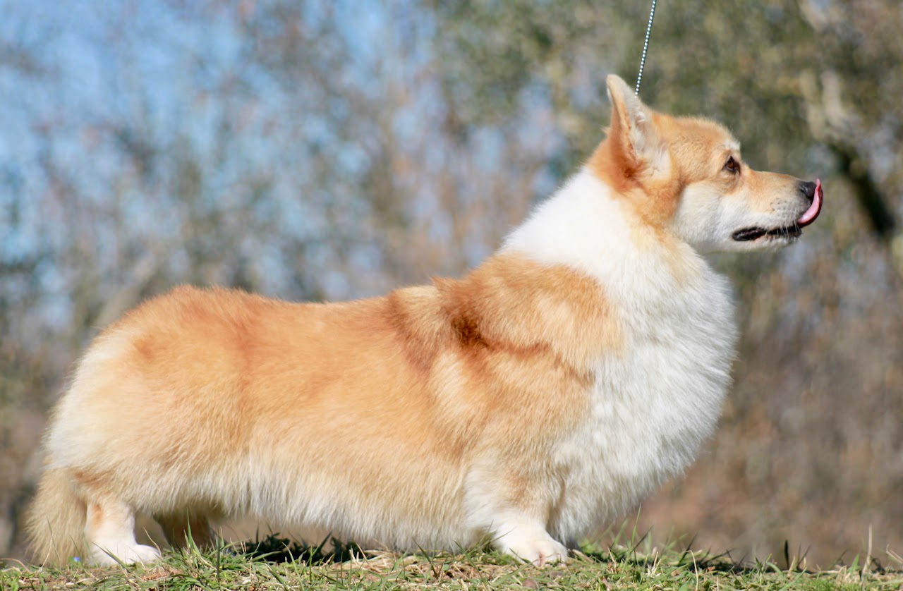 Pedigree