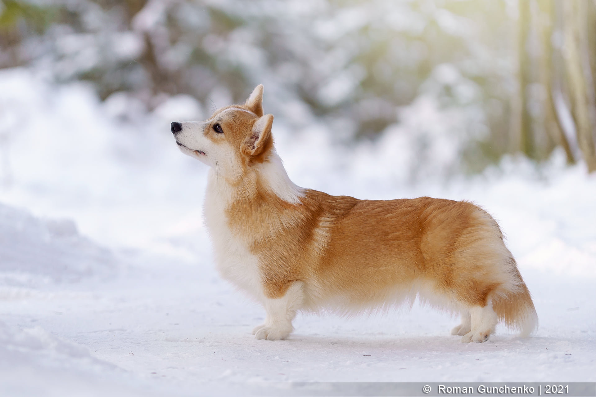 Pedigree
