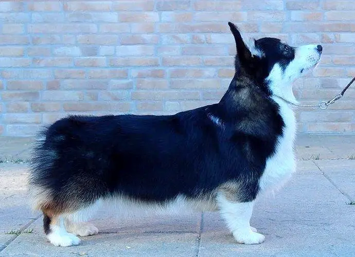 Pedigree