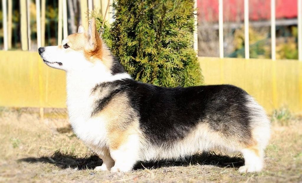 Pedigree