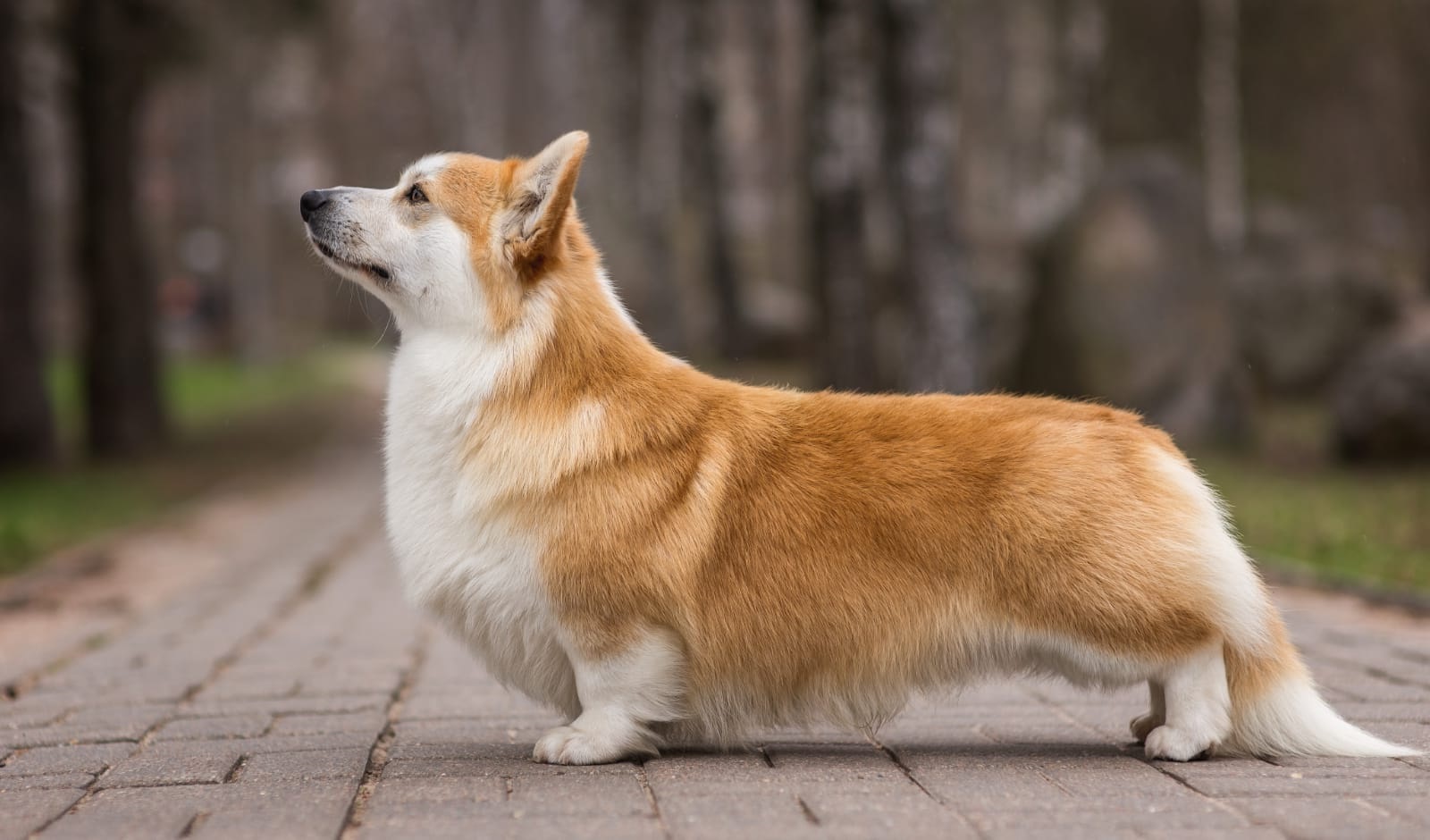 Pedigree