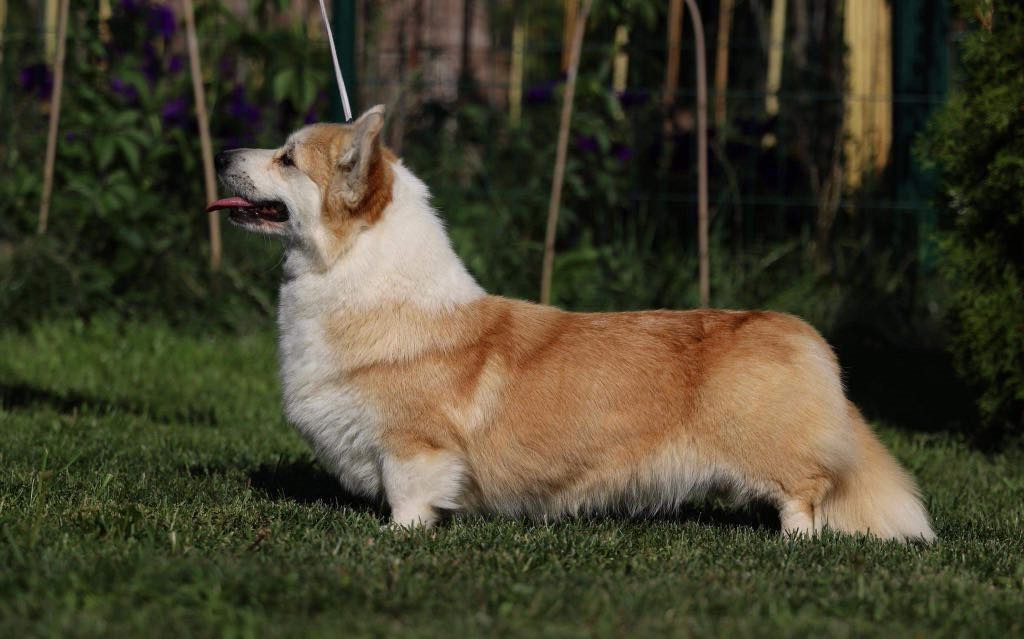 Pedigree
