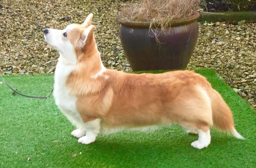 Pedigree