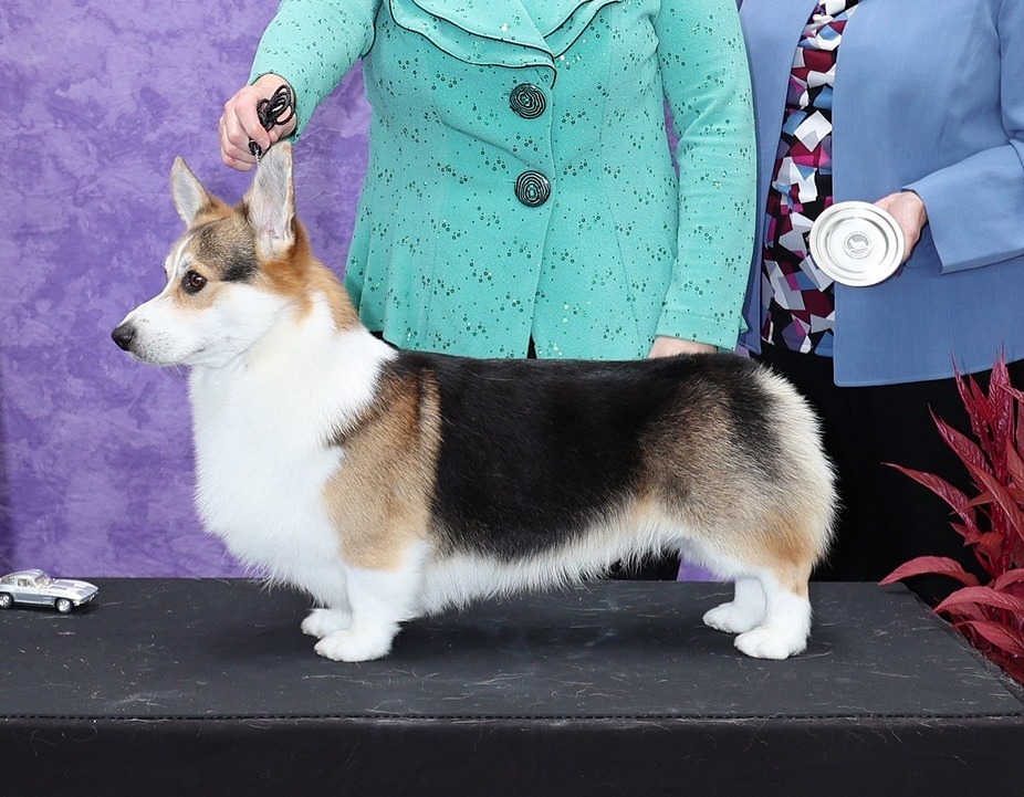 Pedigree