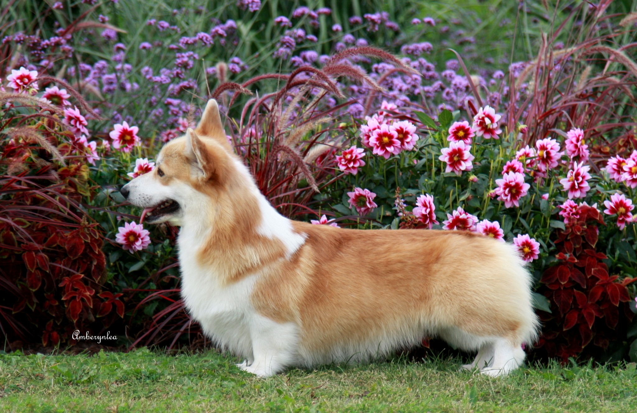 Pedigree