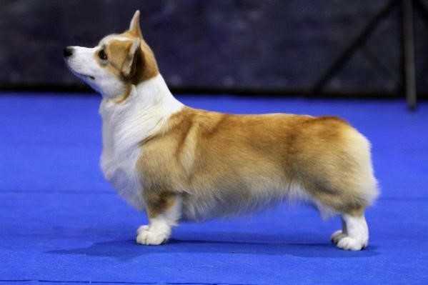 Pedigree