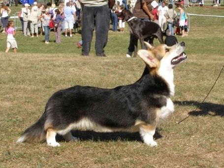 Pedigree