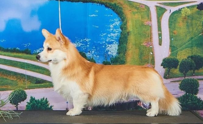 Pedigree