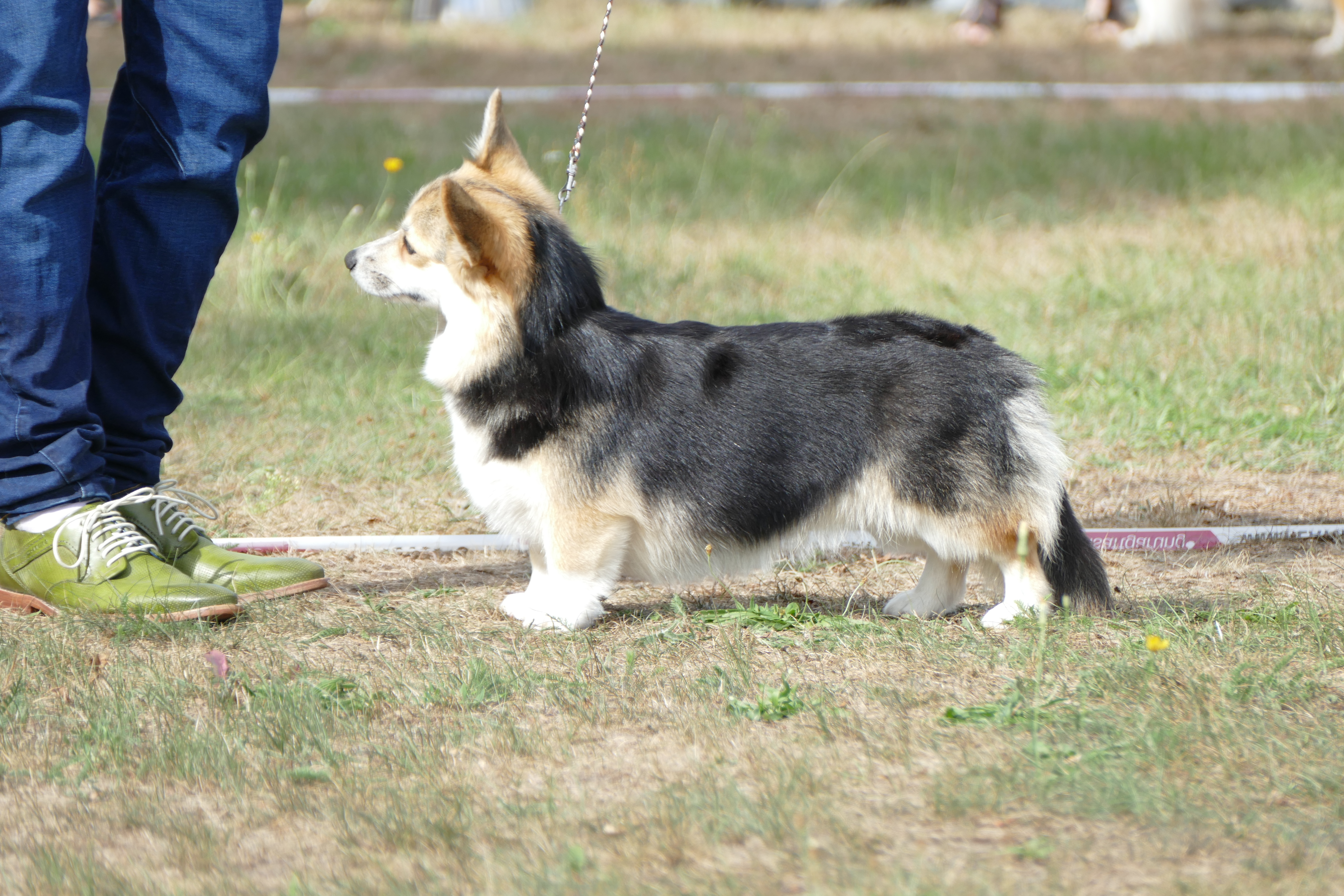 Pedigree