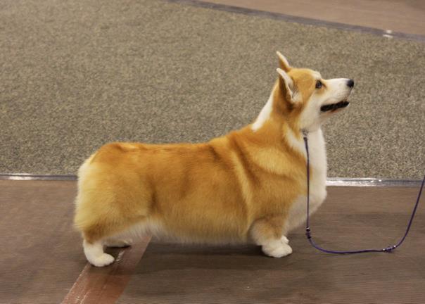 Pedigree