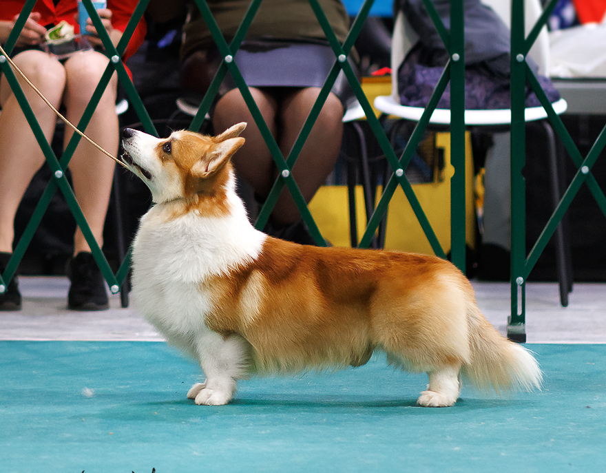 Pedigree