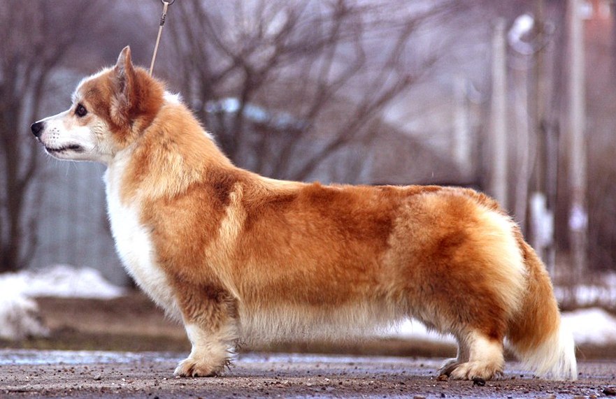 Pedigree