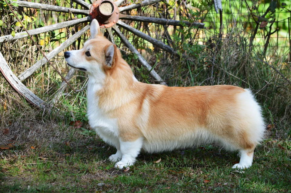 Pedigree