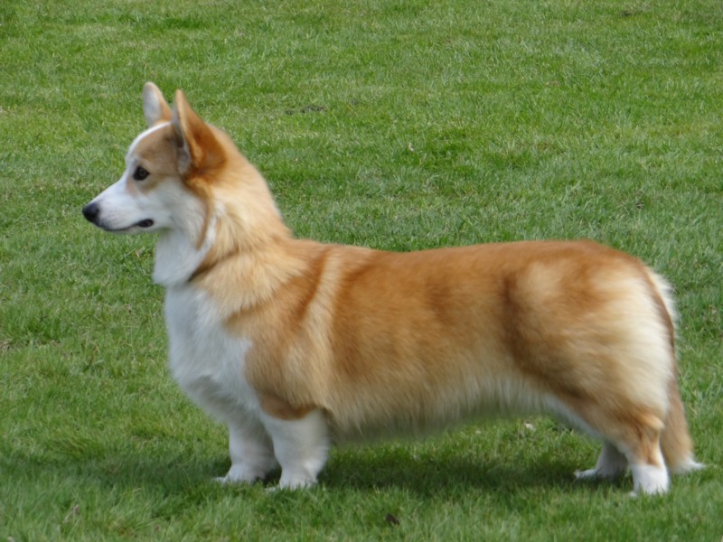 Pedigree