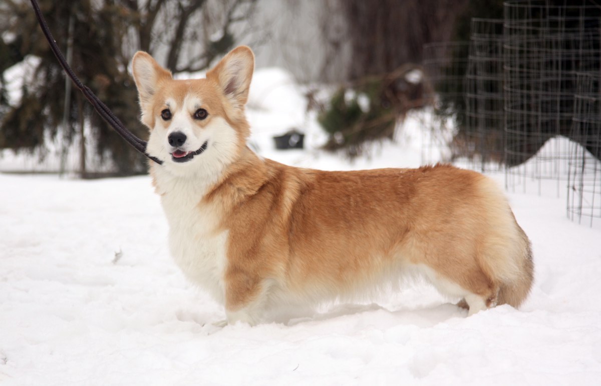 Pedigree