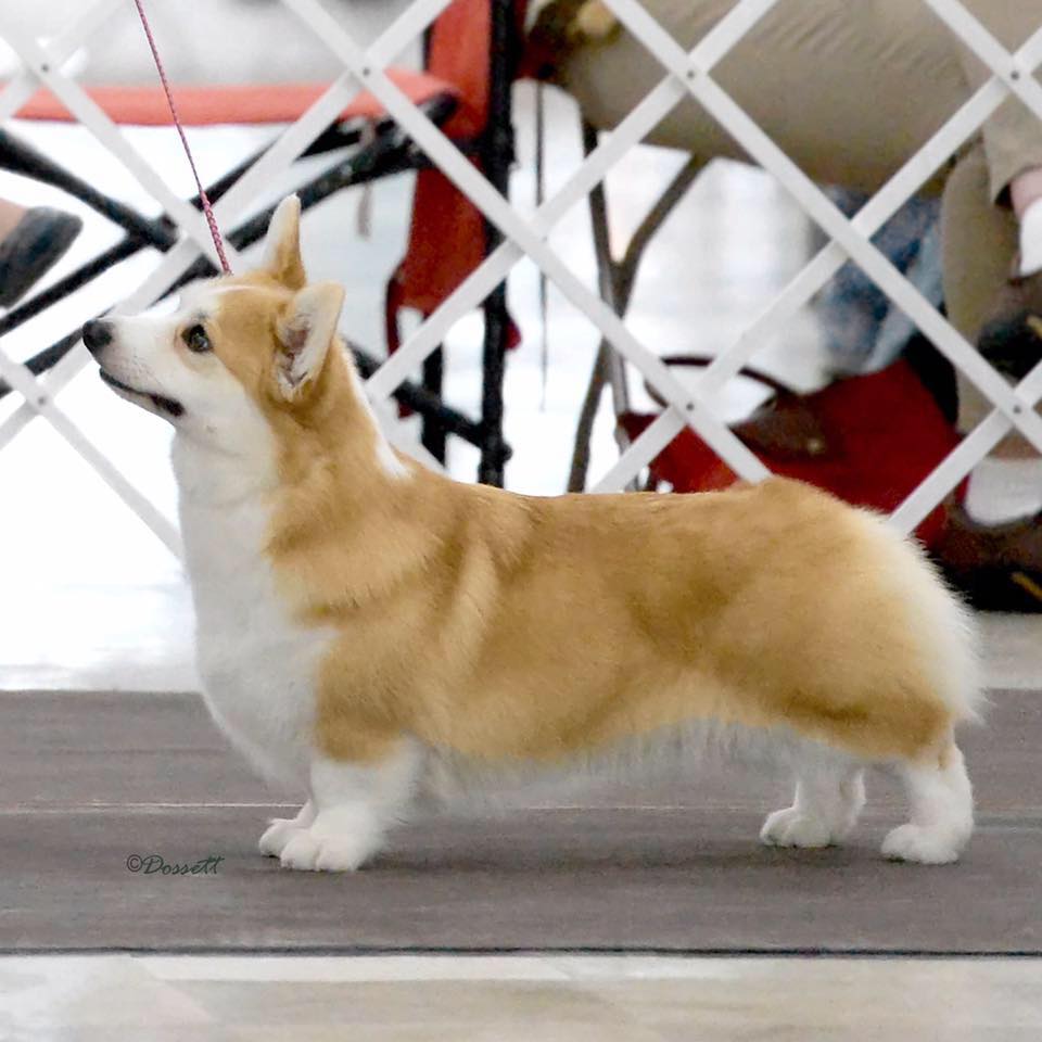 Pedigree