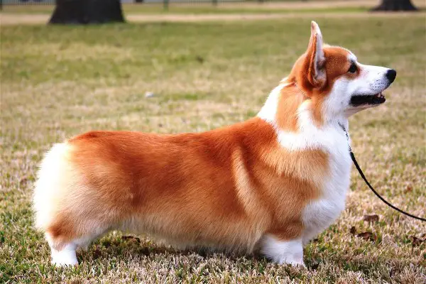 Pedigree