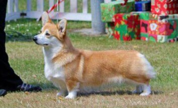 Pedigree