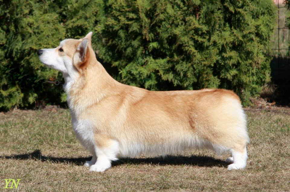Pedigree