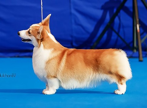 Pedigree