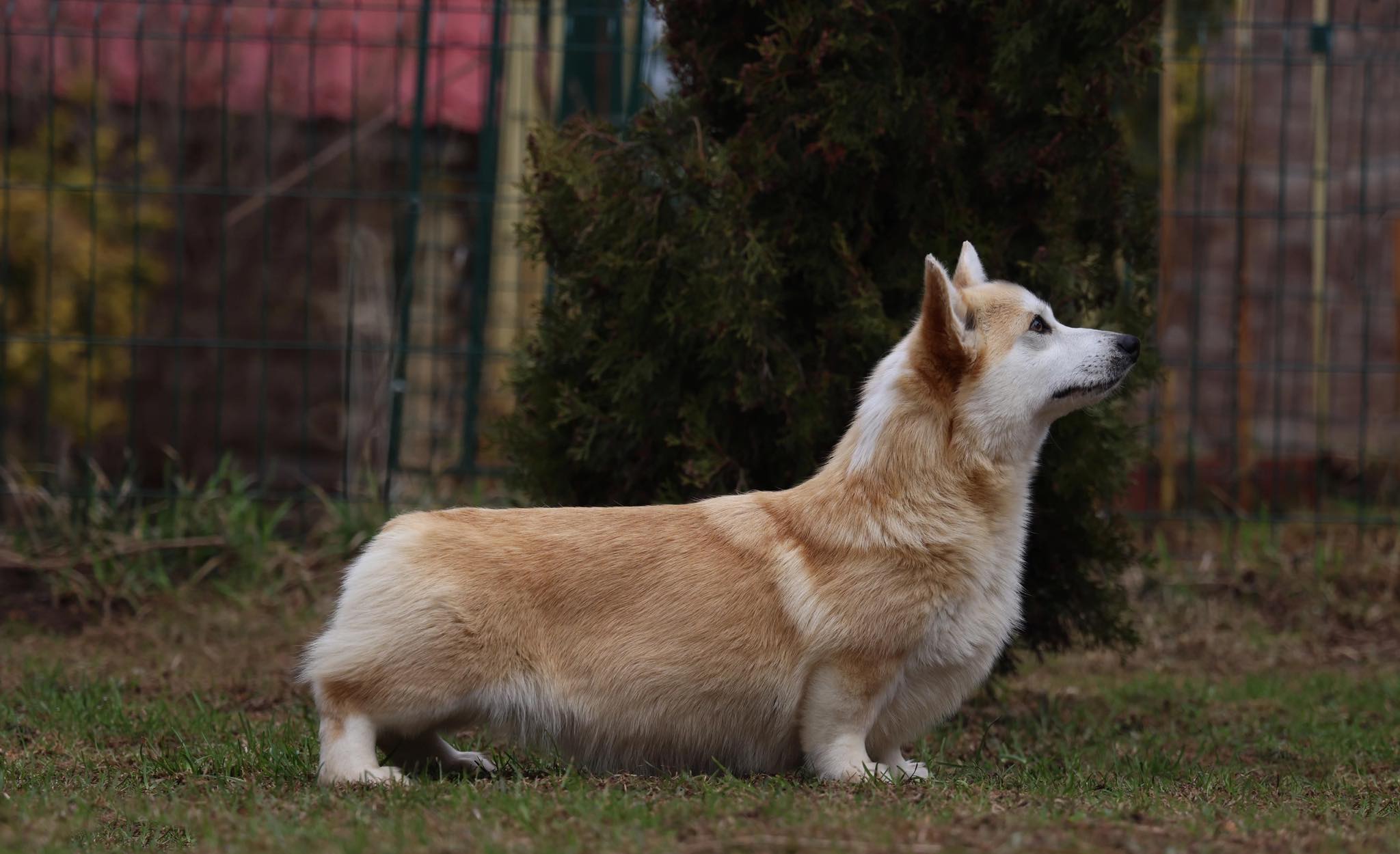 Pedigree