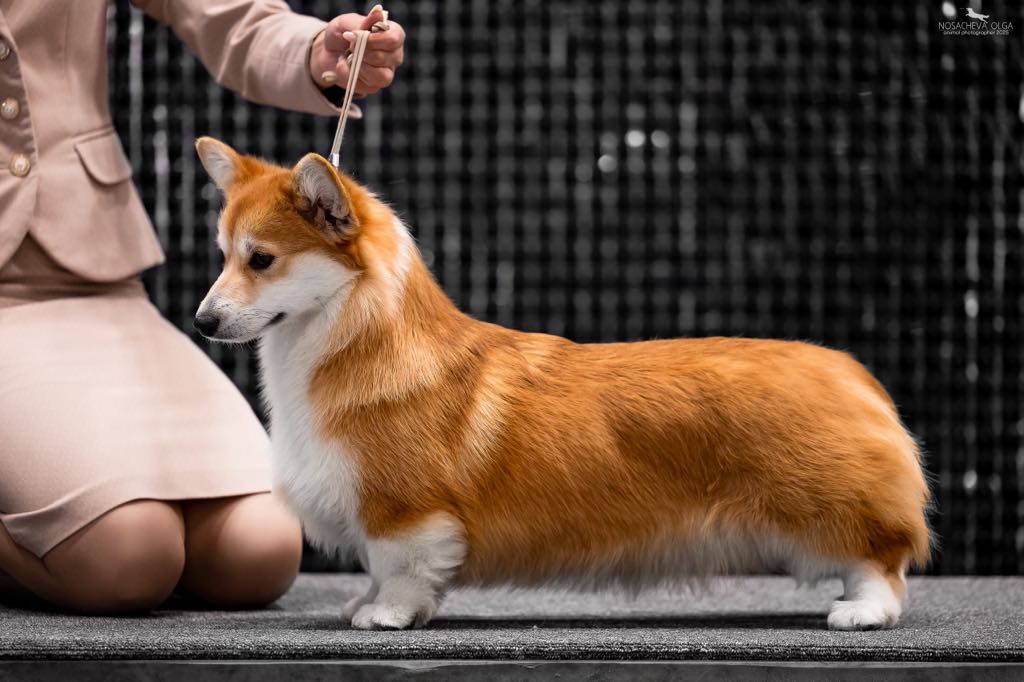 Pedigree