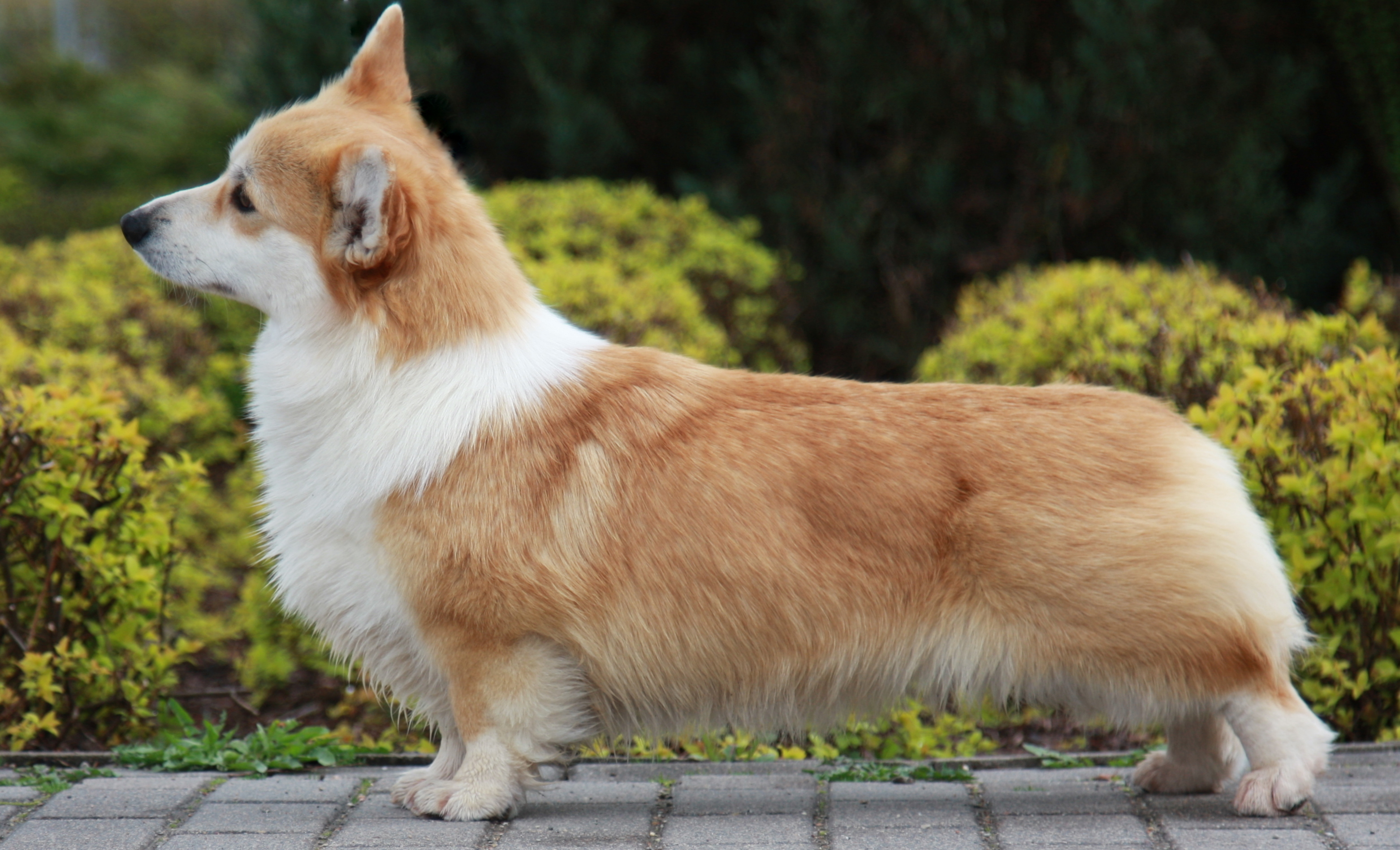 Pedigree