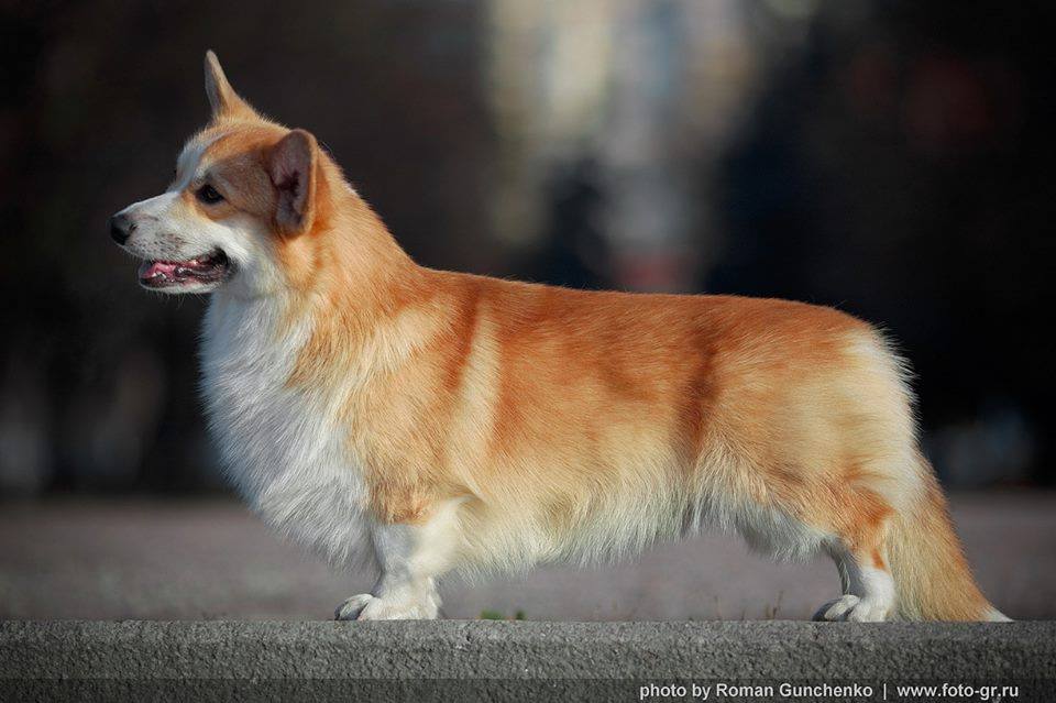 Pedigree