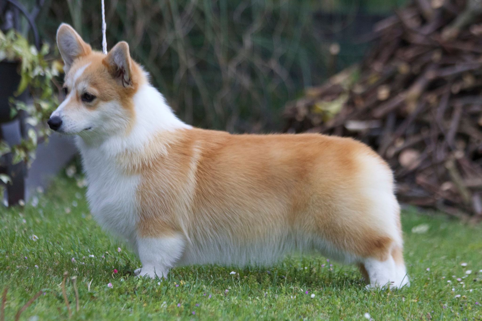 Pedigree