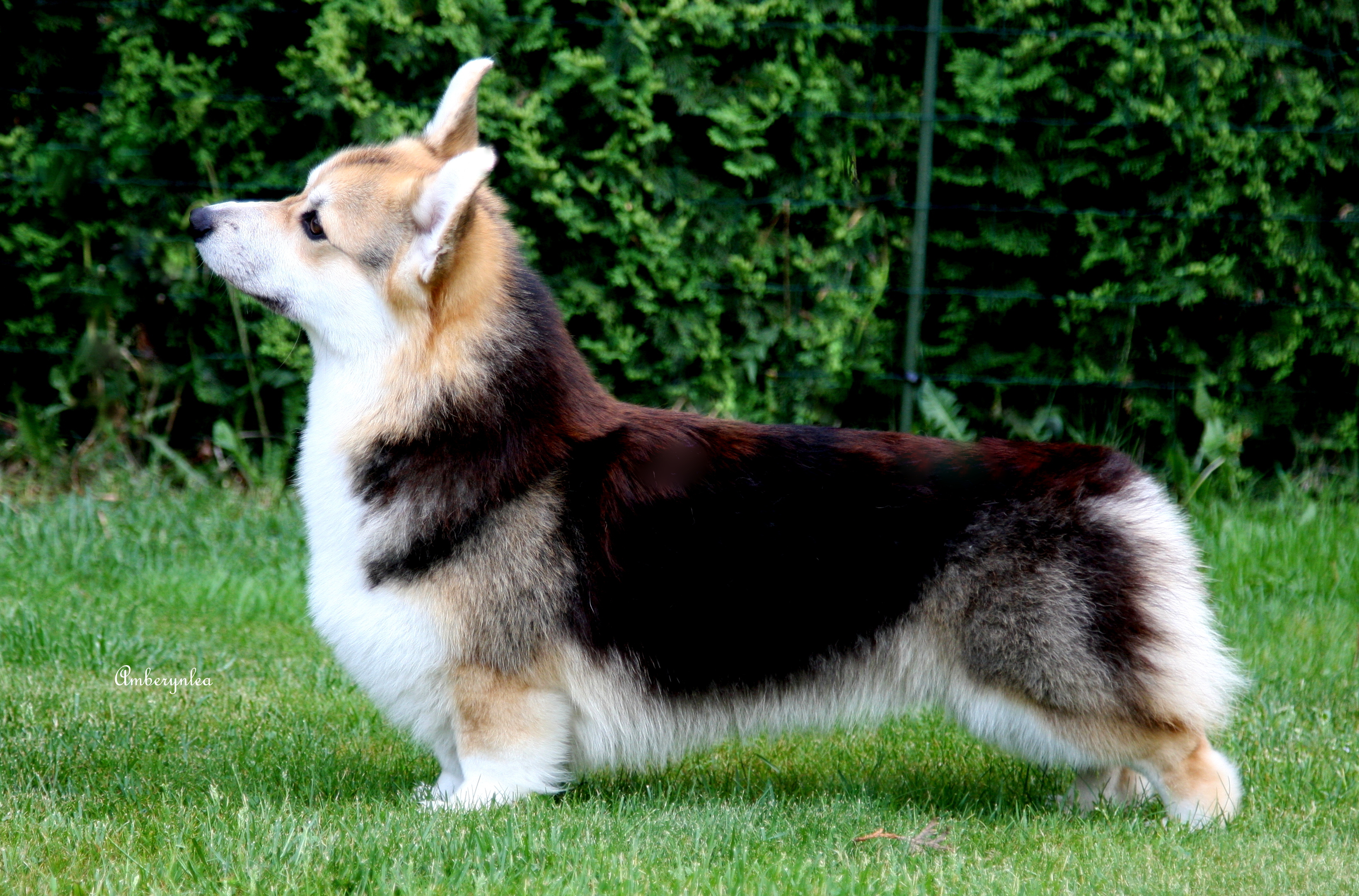 Pedigree
