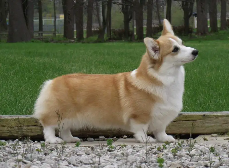 Pedigree