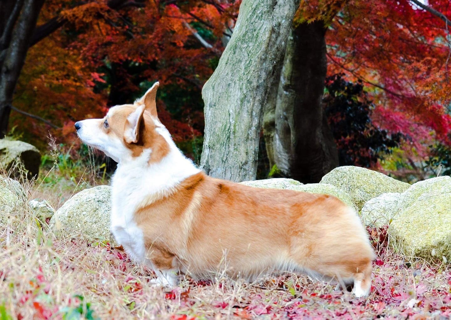 Pedigree