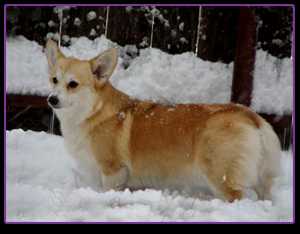 Pedigree