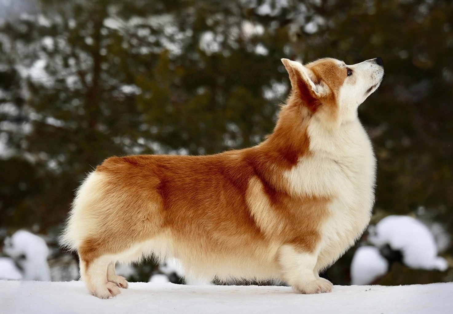 Pedigree